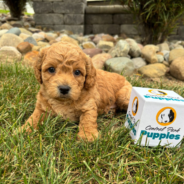 F1b Maltipoo Puppy for Sale