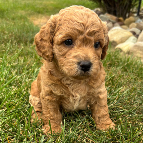 F1b Maltipoo Puppy for Sale