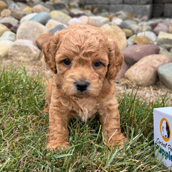 F1b Maltipoo Puppy for Sale