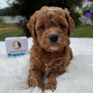 F1b Maltipoo Puppy for Sale