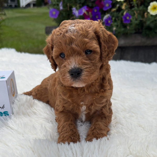 F1b Maltipoo Puppy for Sale