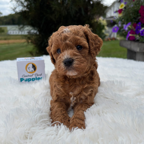 F1b Maltipoo Puppy for Sale