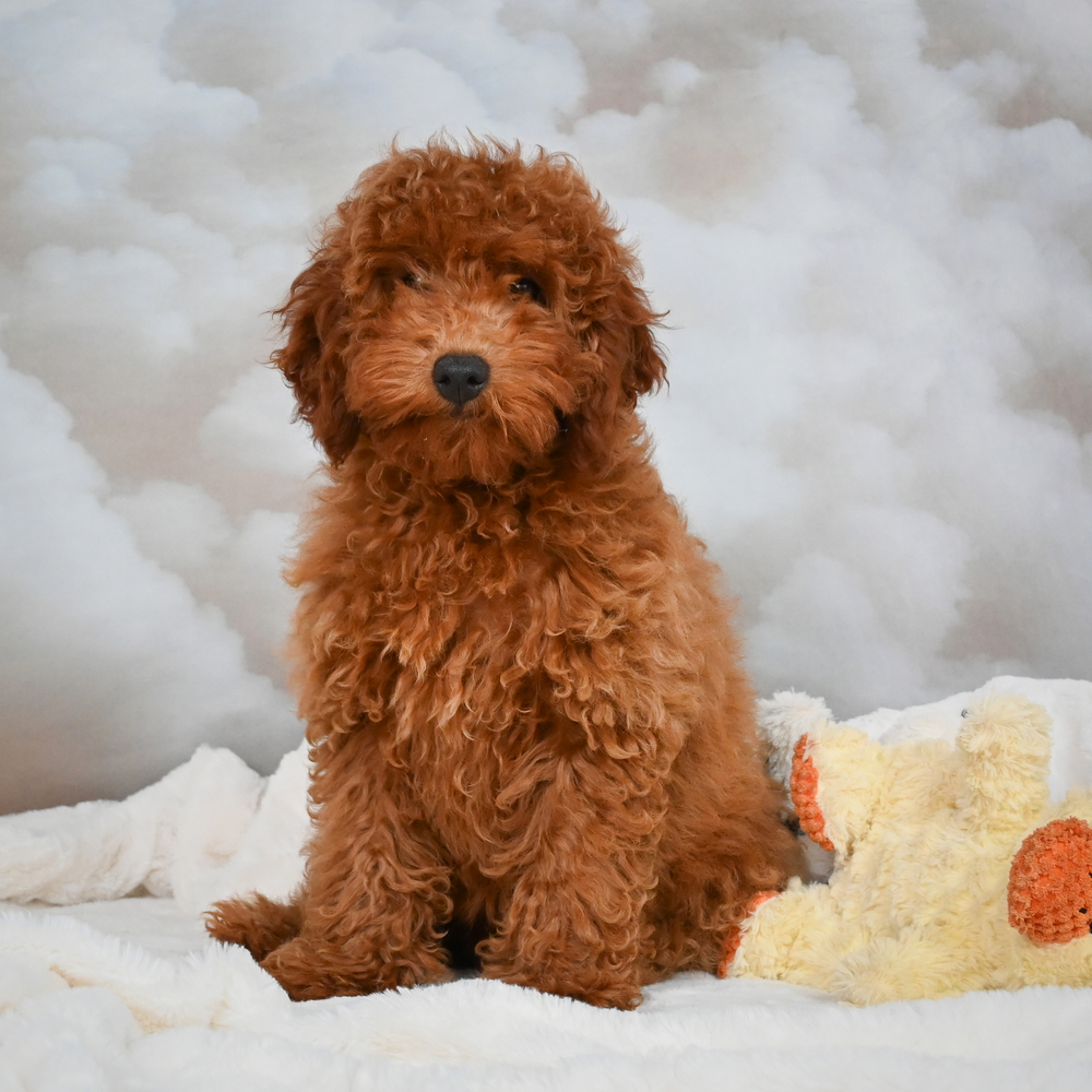 Miniature Poodle Puppy for Sale in NYC