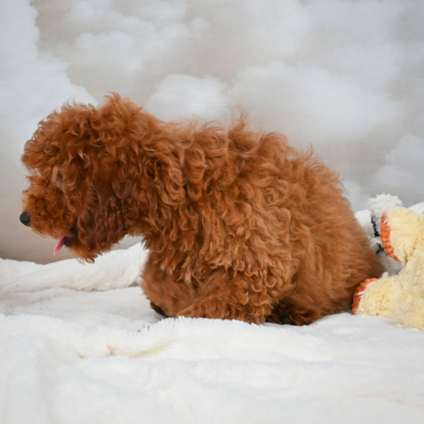 Miniature Poodle Puppy for Sale
