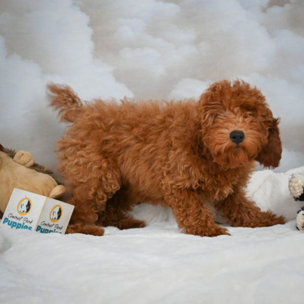 Miniature Poodle Puppy for Sale