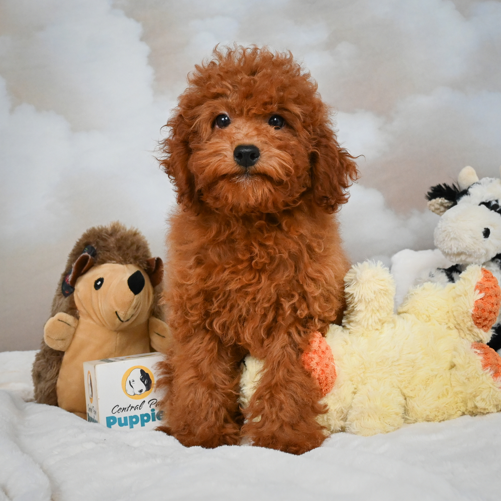 Miniature Poodle Puppy for Sale in NYC