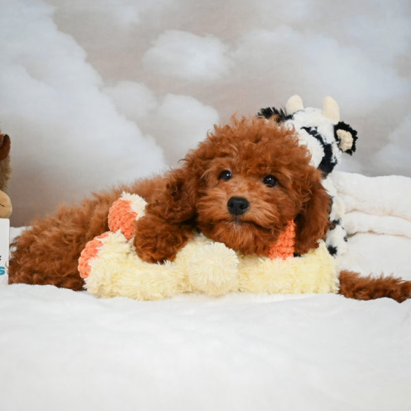 Miniature Poodle Puppy for Sale