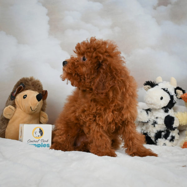 Miniature Poodle Puppy for Sale
