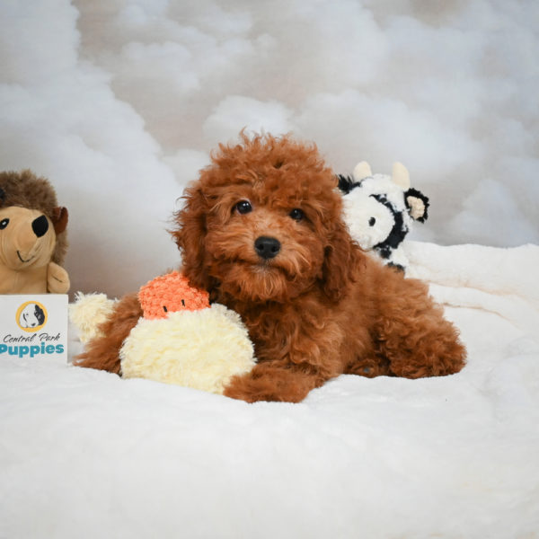 Miniature Poodle Puppy for Sale