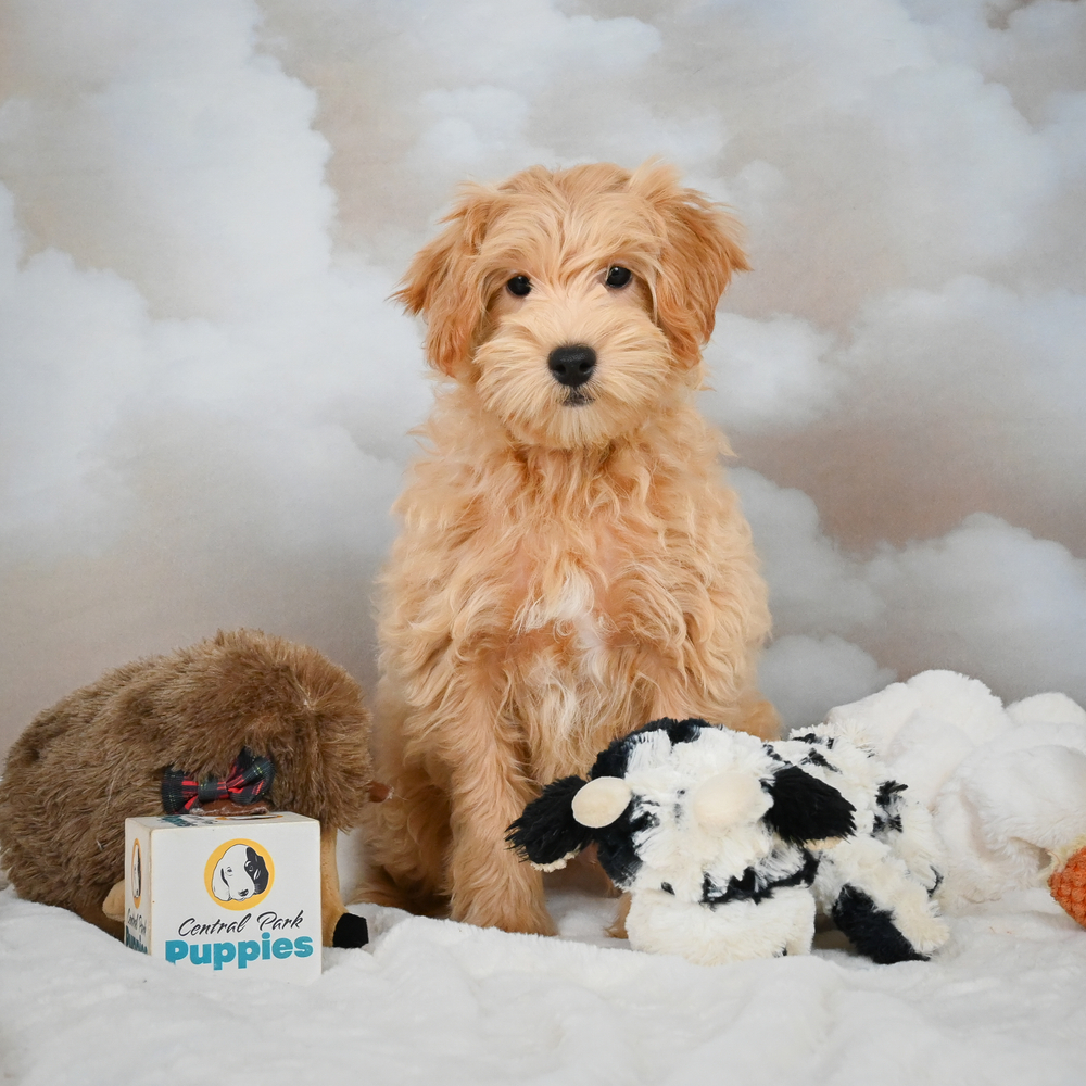 F1 Maltipoo Puppy for Sale in NYC