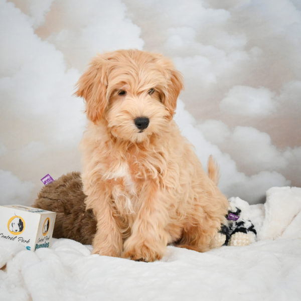 F1 Maltipoo Puppy for Sale