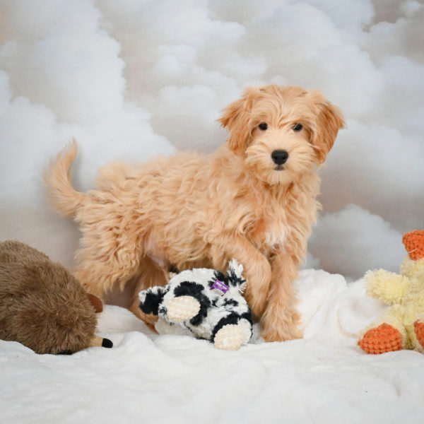F1 Maltipoo Puppy for Sale