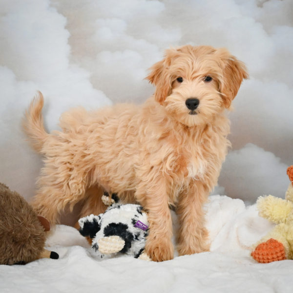 F1 Maltipoo Puppy for Sale