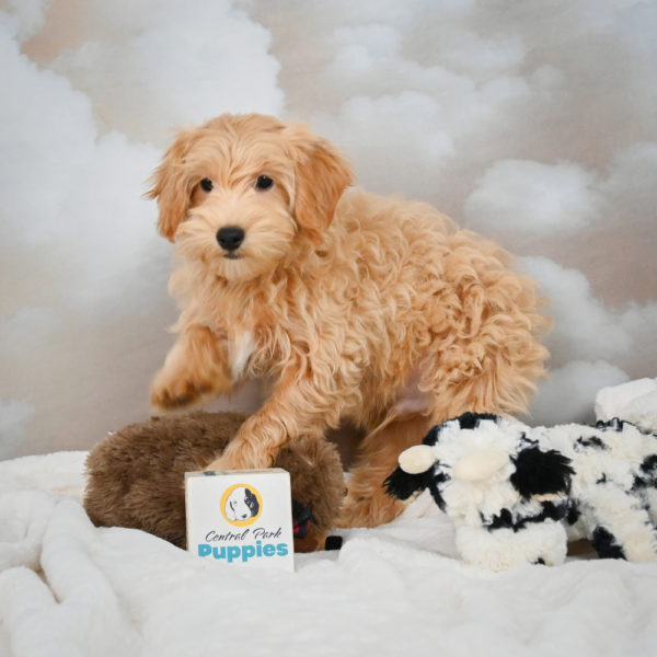 F1 Maltipoo Puppy for Sale