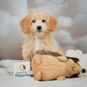 F1 Maltipoo Puppy for Sale
