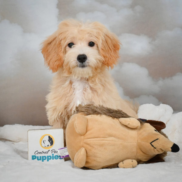 F1 Maltipoo Puppy for Sale