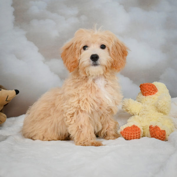 F1 Maltipoo Puppy for Sale