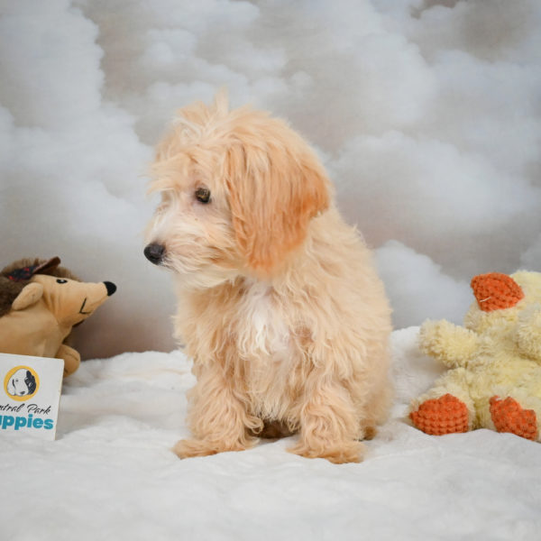 F1 Maltipoo Puppy for Sale