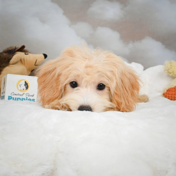 F1 Maltipoo Puppy for Sale