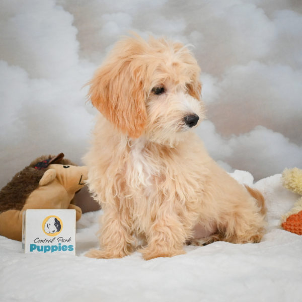 F1 Maltipoo Puppy for Sale