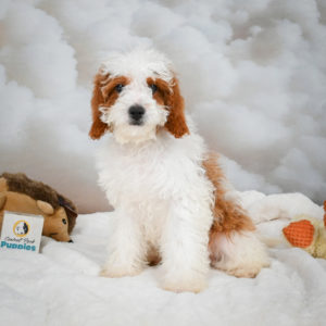 F1b Cavapoo Puppy for Sale