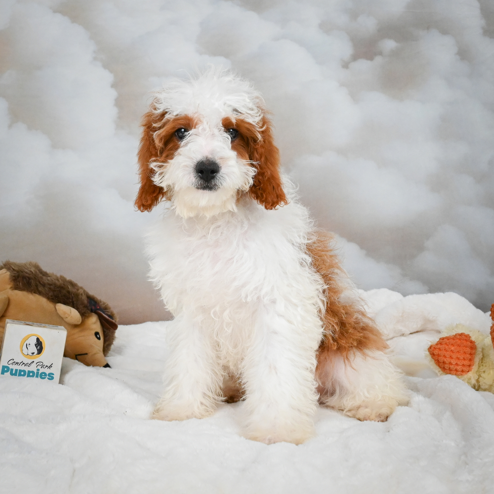F1b Cavapoo Puppy for Sale in NYC