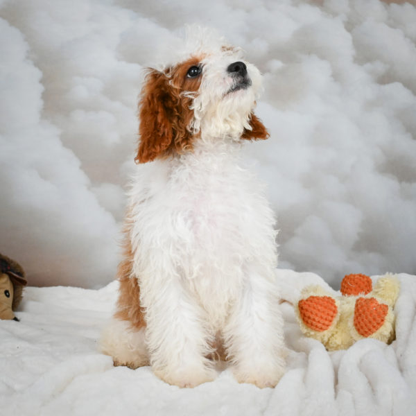 F1b Cavapoo Puppy for Sale