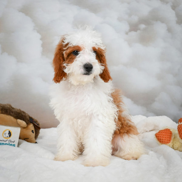 F1b Cavapoo Puppy for Sale