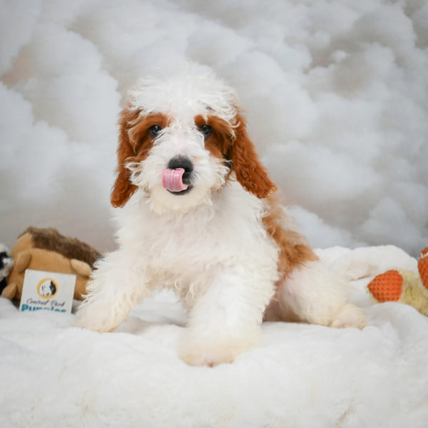 F1b Cavapoo Puppy for Sale