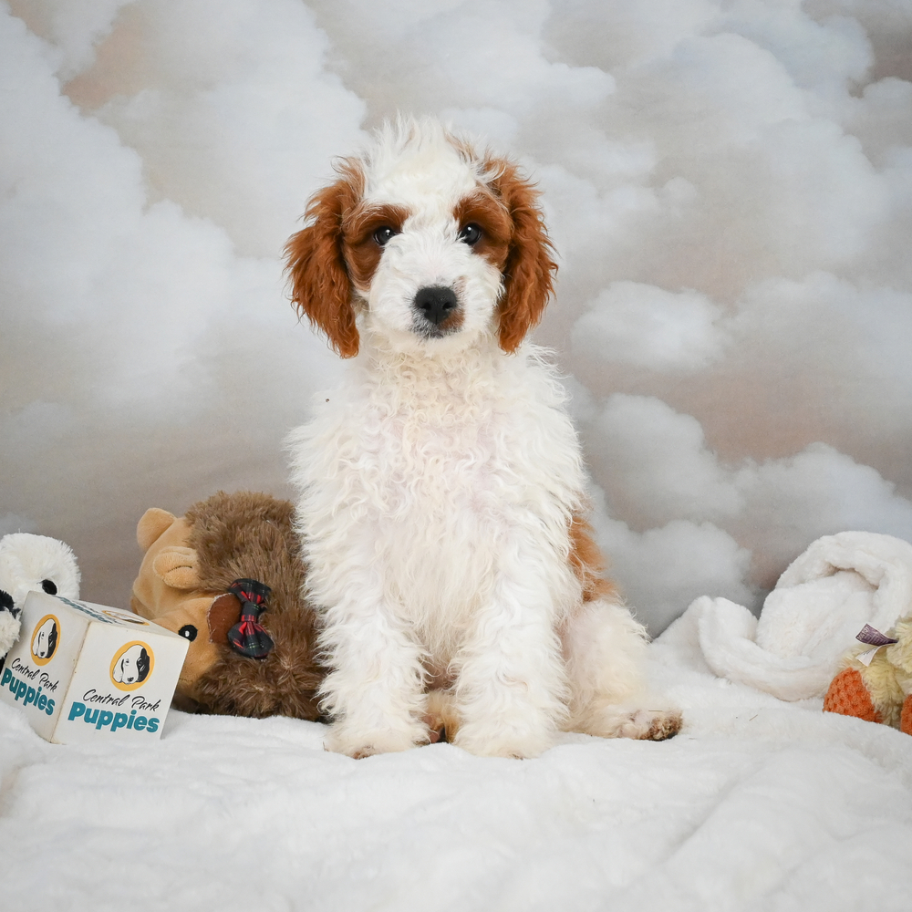 F1b Cavapoo Puppy for Sale in NYC