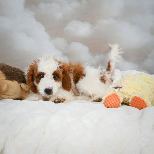 F1b Cavapoo Puppy for Sale