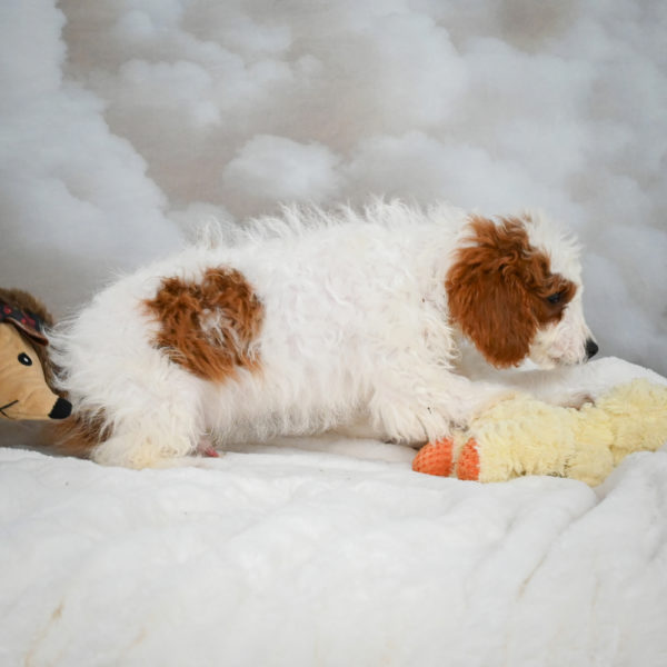 F1b Cavapoo Puppy for Sale