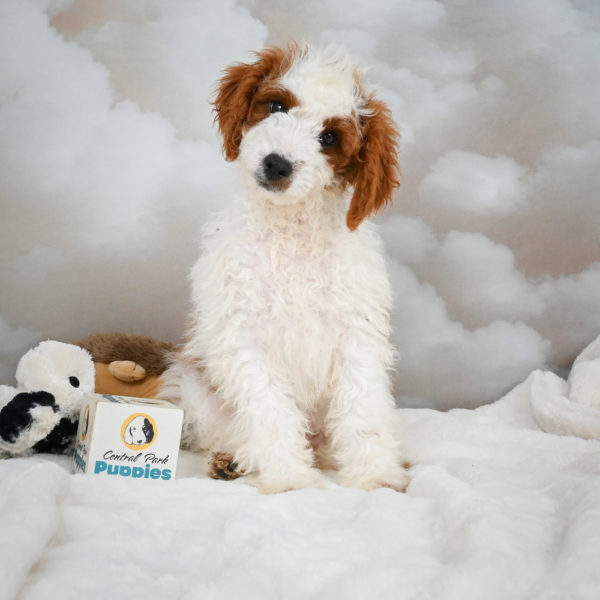 F1b Cavapoo Puppy for Sale
