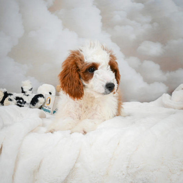 F1b Cavapoo Puppy for Sale