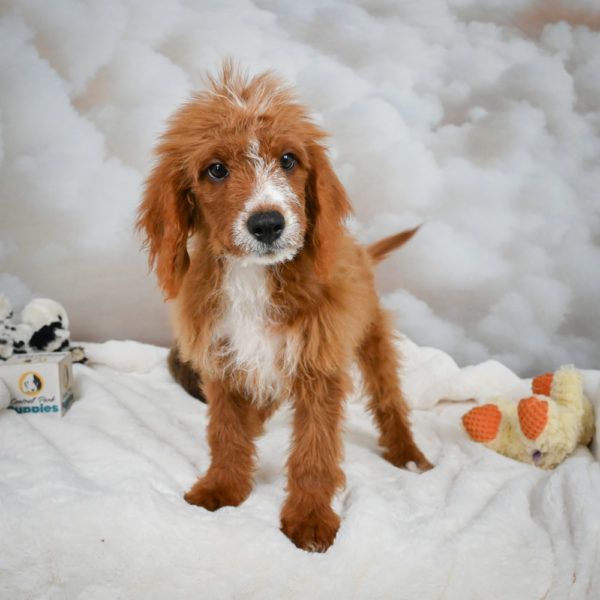 F1b Cavapoo Puppy for Sale