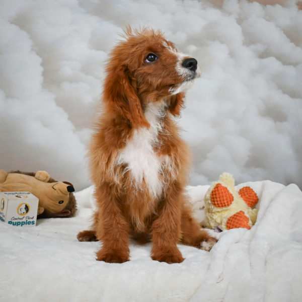 F1b Cavapoo Puppy for Sale