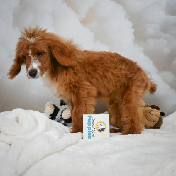 F1b Cavapoo Puppy for Sale