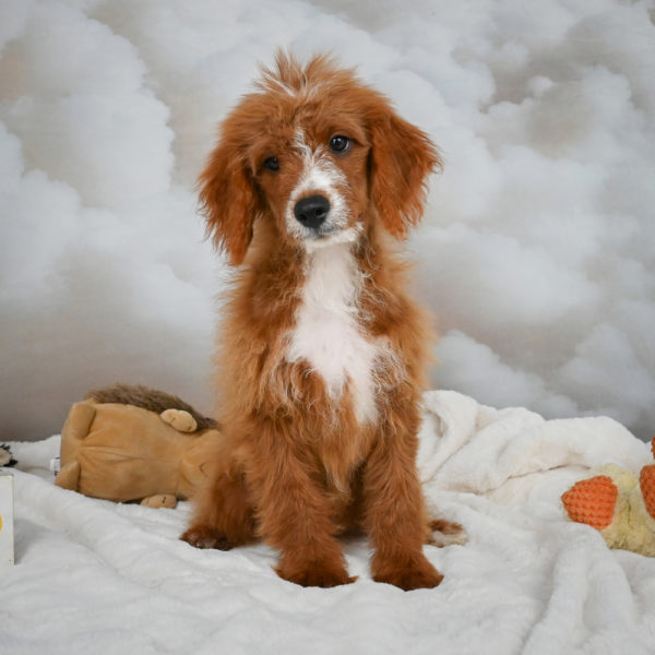 F1b Cavapoo Puppy for Sale