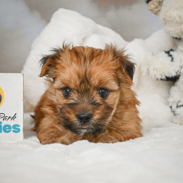 F1 Morkie Puppy for Sale
