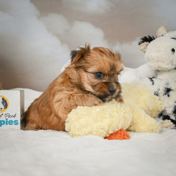F1 Morkie Puppy for Sale