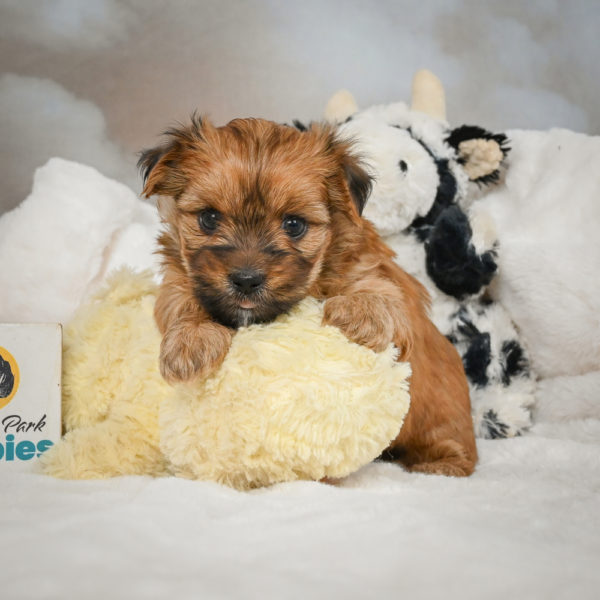F1 Morkie Puppy for Sale