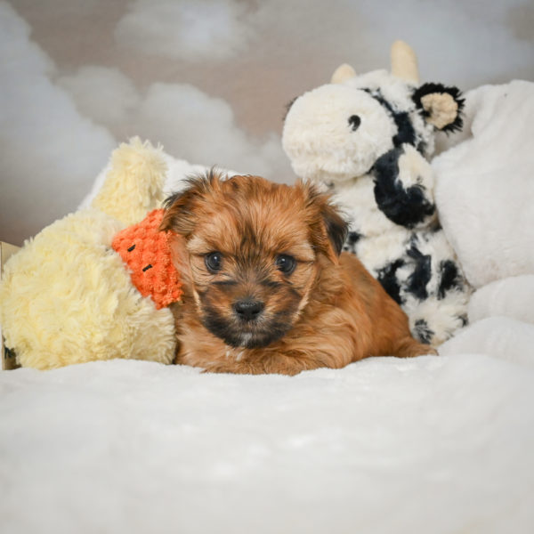 F1 Morkie Puppy for Sale