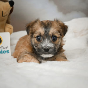 F1 Morkie Puppy for Sale