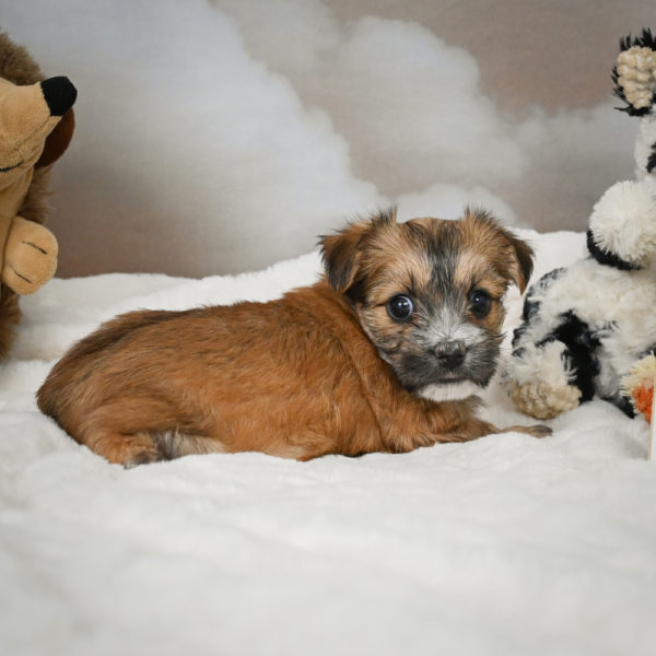 F1 Morkie Puppy for Sale