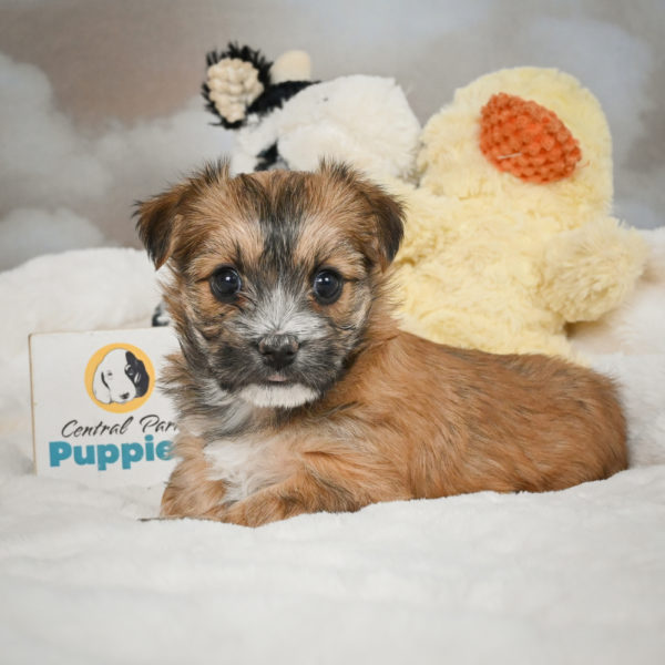 F1 Morkie Puppy for Sale