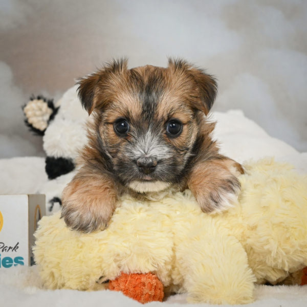F1 Morkie Puppy for Sale