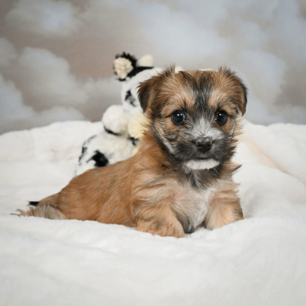 F1 Morkie Puppy for Sale