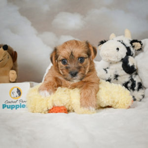 F1 Morkie Puppy for Sale