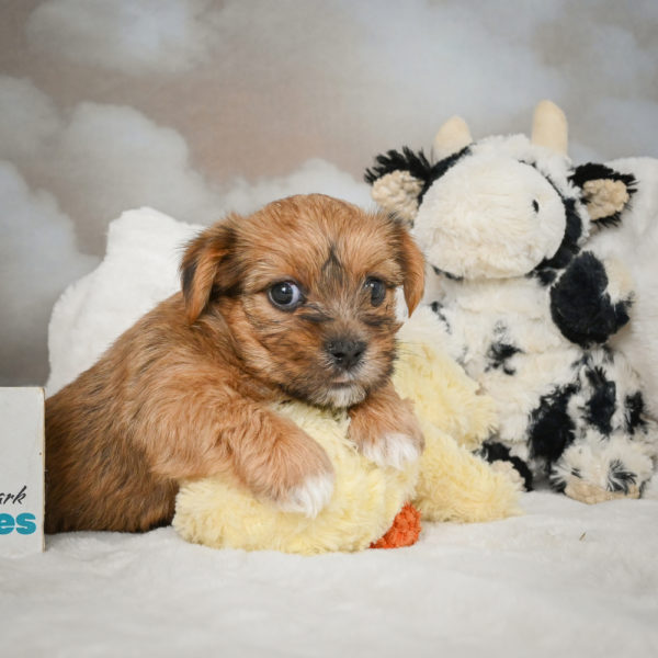 F1 Morkie Puppy for Sale