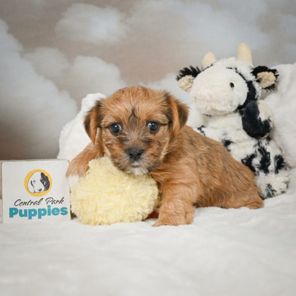 F1 Morkie Puppy for Sale